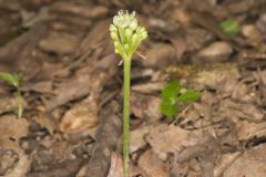 Narrowleaf Wild Leek, Allium burdickii