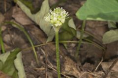 Narrowleaf Wild Leek, Allium burdickii