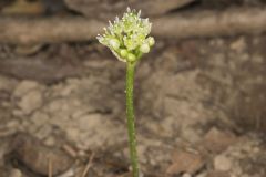 Narrowleaf Wild Leek, Allium burdickii