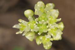 Narrowleaf Wild Leek, Allium burdickii