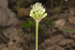 Narrowleaf Wild Leek, Allium burdickii