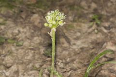 Narrowleaf Wild Leek, Allium burdickii