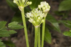 Narrowleaf Wild Leek, Allium burdickii