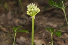 Narrowleaf Wild Leek, Allium burdickii