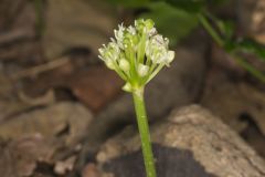 Narrowleaf Wild Leek, Allium burdickii