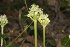 Narrowleaf Wild Leek, Allium burdickii