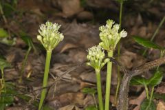 Narrowleaf Wild Leek, Allium burdickii