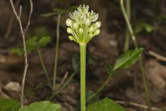 Narrowleaf Wild Leek, Allium burdickii