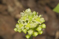 Narrowleaf Wild Leek, Allium burdickii