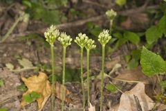 Narrowleaf Wild Leek, Allium burdickii