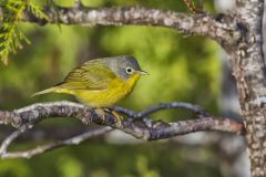 Nashville Warbler, Leiothlypis ruficapilla