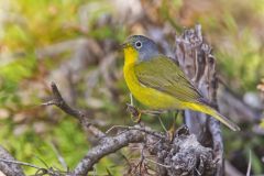 Nashville Warbler, Leiothlypis ruficapilla