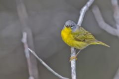 Nashville Warbler, Leiothlypis ruficapilla