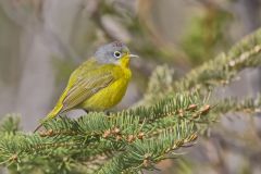 Nashville Warbler, Leiothlypis ruficapilla