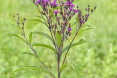 New York Ironweed, Vernonia noveboracensis