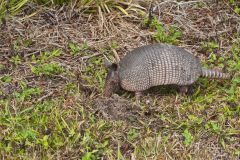 Nine-banded Armadillo, Dasypus novemcinctus