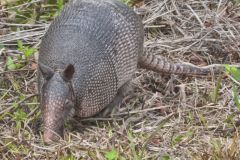 Nine-banded Armadillo, Dasypus novemcinctus