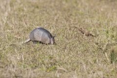 Nine-banded Armadillo, Dasypus novemcinctus