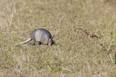 Nine-banded Armadillo, Dasypus novemcinctus