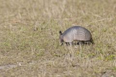 Nine-banded Armadillo, Dasypus novemcinctus