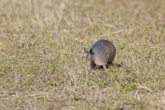 Nine-banded Armadillo, Dasypus novemcinctus