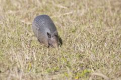 Nine-banded Armadillo, Dasypus novemcinctus