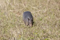 Nine-banded Armadillo, Dasypus novemcinctus