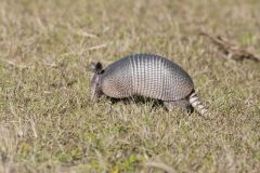 Nine-banded Armadillo, Dasypus novemcinctus