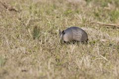 Nine-banded Armadillo, Dasypus novemcinctus