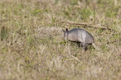 Nine-banded Armadillo, Dasypus novemcinctus