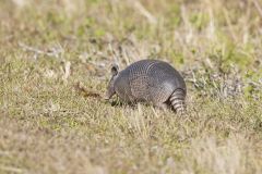 Nine-banded Armadillo, Dasypus novemcinctus