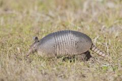 Nine-banded Armadillo, Dasypus novemcinctus