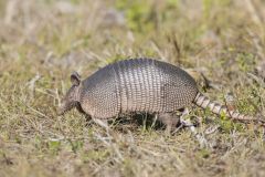 Nine-banded Armadillo, Dasypus novemcinctus