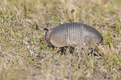 Nine-banded Armadillo, Dasypus novemcinctus