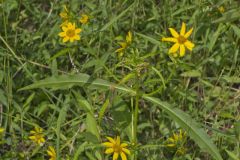 Nodding Bur Marigold, Bidens cernua