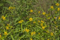 Nodding Bur Marigold, Bidens cernua