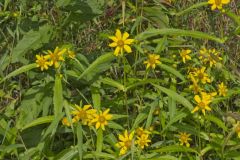 Nodding Bur Marigold, Bidens cernua