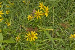 Nodding Bur Marigold, Bidens cernua