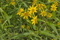 Nodding Bur Marigold, Bidens cernua