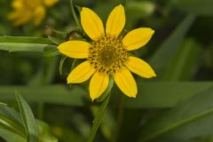 Nodding Bur Marigold, Bidens cernua