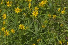 Nodding Bur Marigold, Bidens cernua