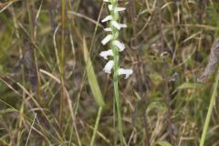 Nodding Ladies' Tresses, Spiranthes cernua