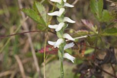 Nodding Ladies' Tresses, Spiranthes cernua