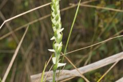 Nodding Ladies' Tresses, Spiranthes cernua