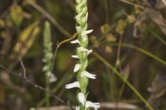 Nodding Ladies' Tresses, Spiranthes cernua