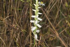 Nodding Ladies' Tresses, Spiranthes cernua