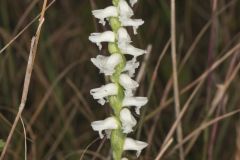 Nodding Ladies' Tresses, Spiranthes cernua