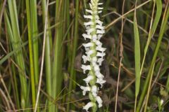 Nodding Ladies' Tresses, Spiranthes cernua