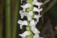 Nodding Ladies' Tresses, Spiranthes cernua