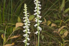 Nodding Ladies' Tresses, Spiranthes cernua